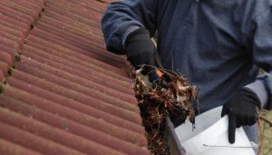 Avoid Water Damage by Cleaning Rain Gutters Properly