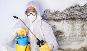 5 Reasons Why You Should Hire a Professional to Deal with Mold