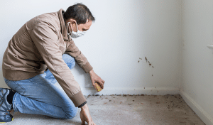 Mold Removal: What To Do About Mold in Your Carpet?