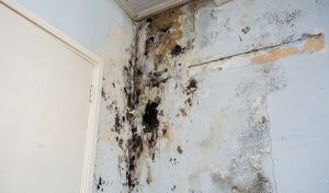 Can Mold Cause Illnesses