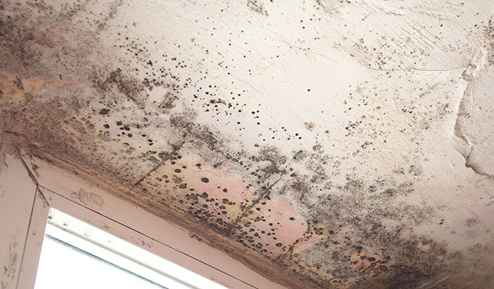 Where Mold Growth Is Most Commonly Found in Your House?