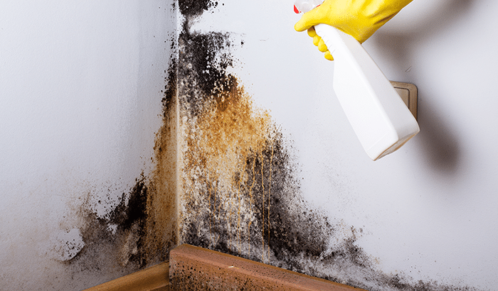 Everything You Need To Know About Mold