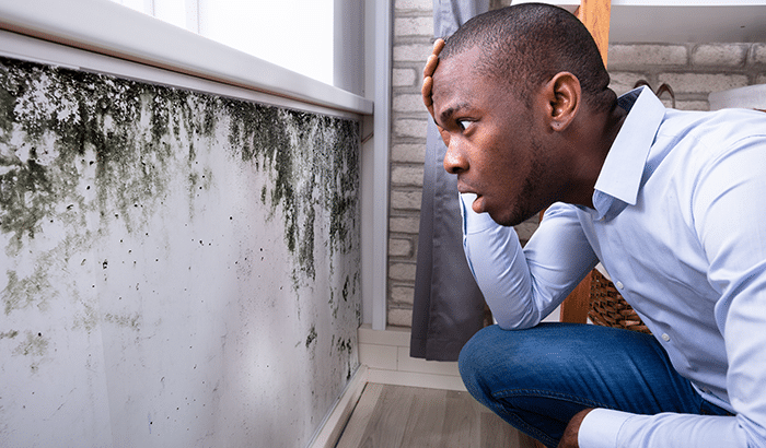Where to Look For Mold in Your Home