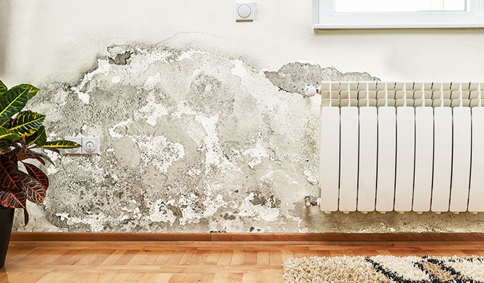 Long-Term Effects of Mold You Need to Know About