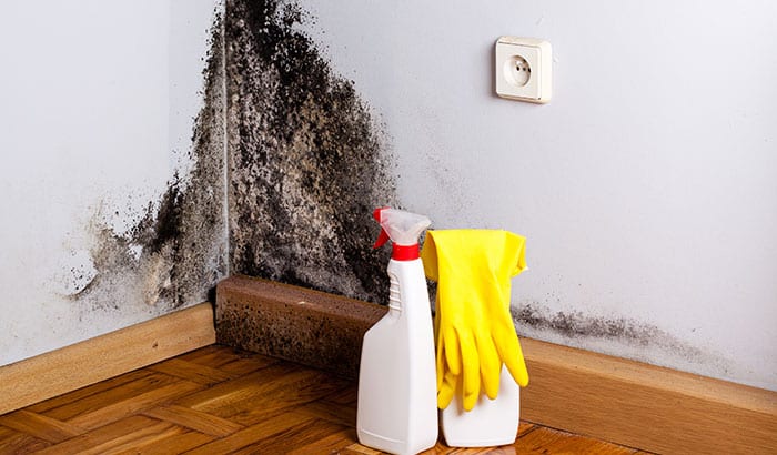 Everything You Need to Know About Mold Poisoning