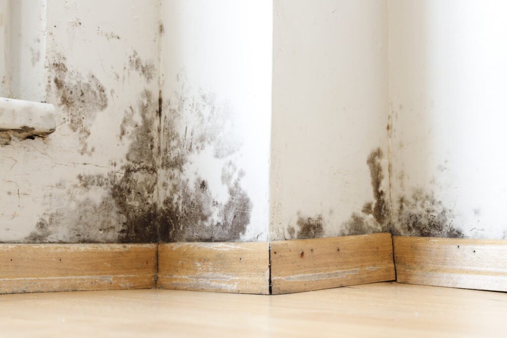 Mold Remediation: Protocols and Answers to FAQs