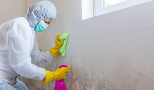 Mold Remediation Protocols: Your Questions Answered
