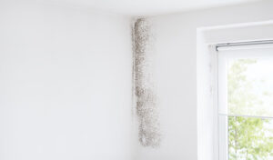 Top 5 Reasons To Hire a Restoration Team for Mold