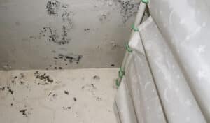 Here's What Happens When You Don't Get Rid of Mold In Your Home