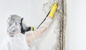 Utah Mold Remediation: Here's What to Expect
