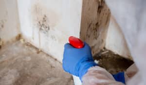 9 Signs You'll Need to Hire a Mold Remediation Team