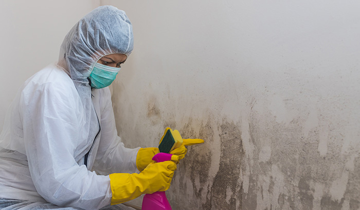 10 Signs You're in Need of Mold Remediation