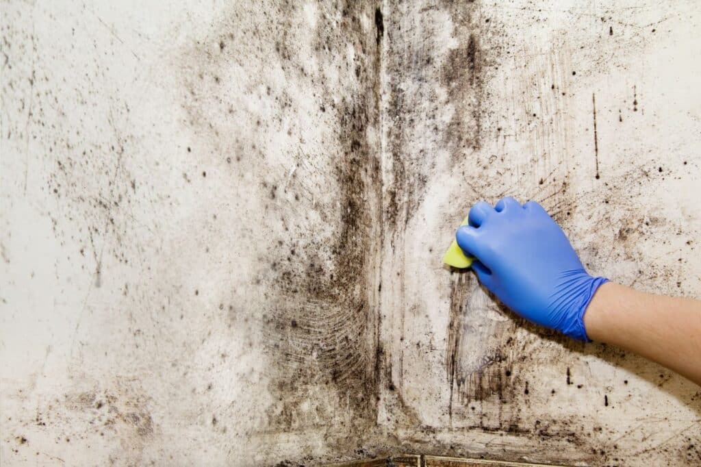 Mold removal by person in blue gloves for water damage restoration