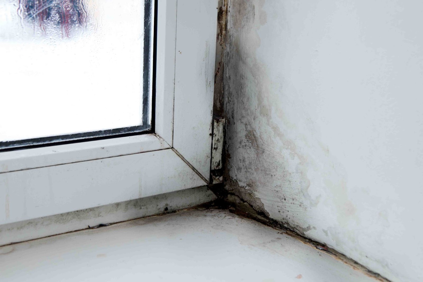 Moldy walls and window sill in a room, potential health hazard, may require professional black mold removal.