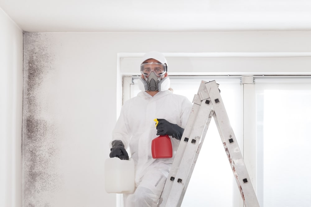 mold removal salt lake city